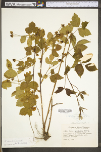 Rubus flagellaris image