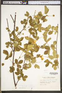 Rubus flagellaris image