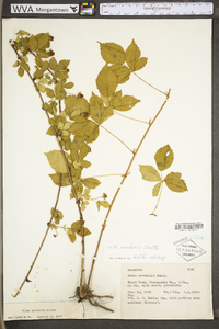 Rubus flagellaris image