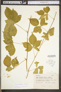 Rubus flagellaris image