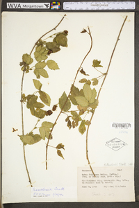 Rubus flagellaris image