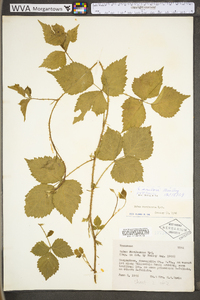 Rubus flagellaris image