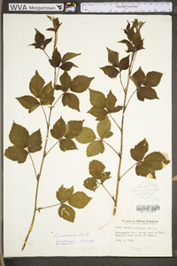 Rubus flagellaris image