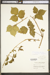 Rubus flagellaris image