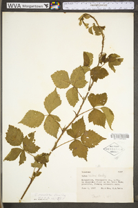 Rubus flagellaris image