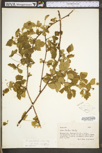 Rubus flagellaris image