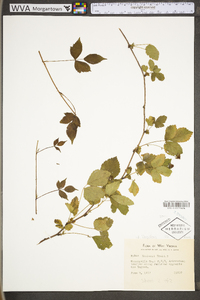 Rubus flagellaris image