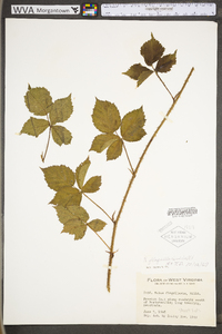 Rubus flagellaris image