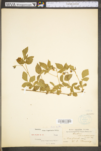 Rubus flagellaris image