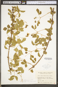 Rubus flagellaris image