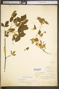 Rubus flagellaris image