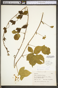 Rubus flagellaris image