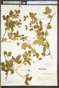 Rubus flagellaris image