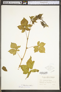 Rubus flagellaris image