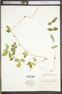 Rubus flagellaris image