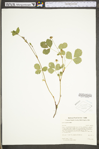 Rubus flagellaris image