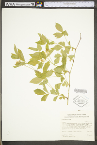 Rubus flagellaris image