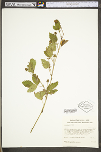 Rubus flagellaris image