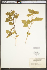 Rubus flagellaris image