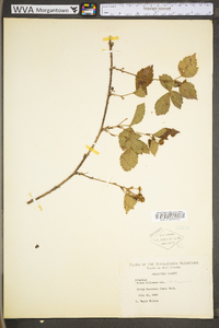 Rubus flagellaris image