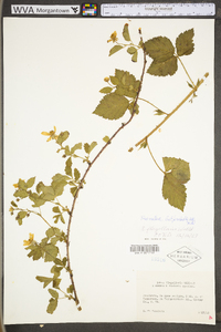 Rubus flagellaris image