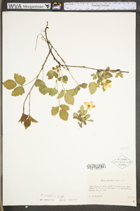 Rubus flagellaris image