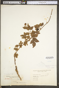 Rubus flagellaris image