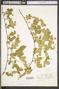 Rubus flagellaris image