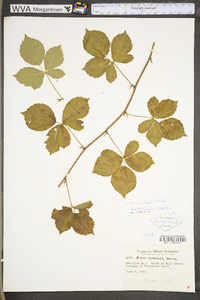 Rubus flagellaris image