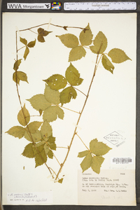 Rubus flagellaris image