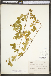 Rubus flagellaris image