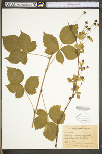 Rubus flagellaris image