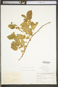 Rubus flagellaris image