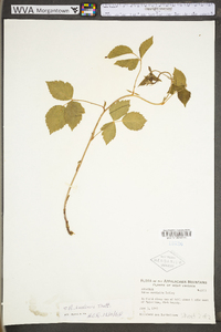 Rubus flagellaris image