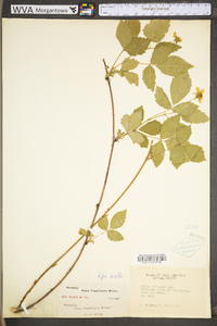 Rubus flagellaris image