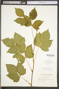 Rubus flagellaris image