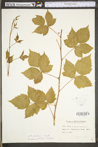 Rubus flagellaris image