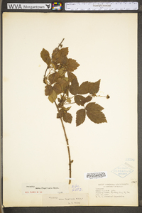 Rubus flagellaris image