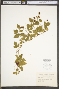 Rubus flagellaris image