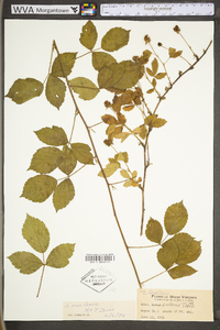 Rubus flagellaris image