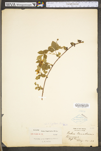 Rubus flagellaris image