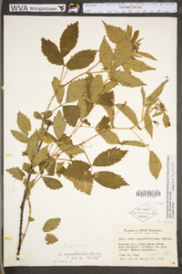 Rubus flavinanus image