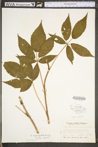 Rubus flavinanus image