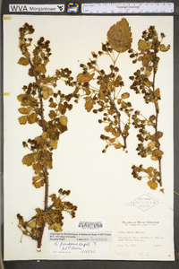 Rubus frondosus image