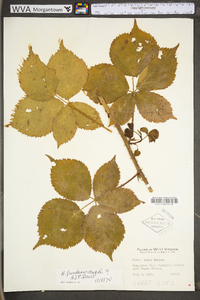 Rubus frondosus image