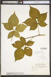 Rubus frondosus image