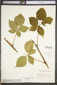 Rubus frondosus image