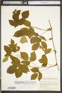 Rubus frondosus image