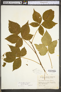 Rubus frondosus image