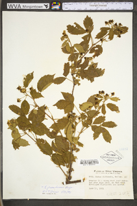 Rubus frondosus image